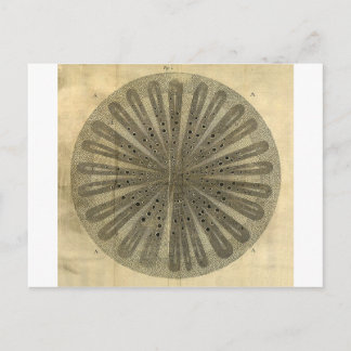 Cartão Postal Anatomia das plantas de colheita