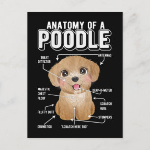 Cartão Postal Anatomia de Poodle Cachorro Engraçado