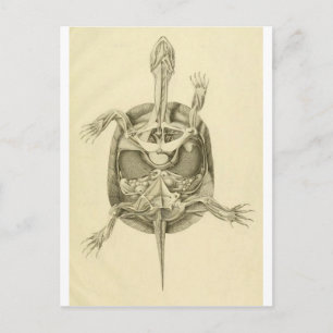 Cartão Postal Anatomia de Tartaruga Biológica Antiga