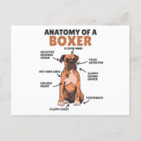 Anatomia De Um Cachorro Doce Boxer