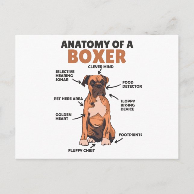 Cartão Postal Anatomia De Um Cachorro Doce Boxer (Frente)