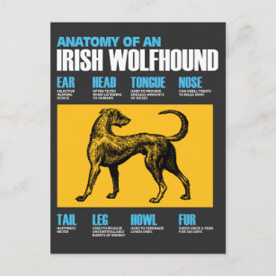 Cartão Postal Anatomia De Um Cão De Wolfhound Irlandês - Puppy L