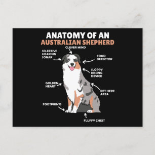 Cartão Postal Anatomia De Um Cão Doce Pastor Australiano