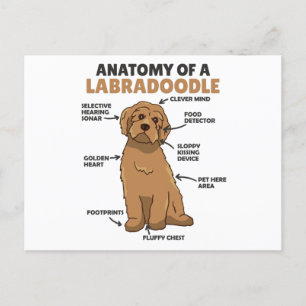 Cartão Postal Anatomia De Um Labradoodle Cute Canine Puppy
