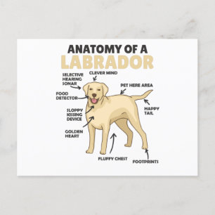 Cartão Postal Anatomia De Um Labrador Retriever Cães Doce