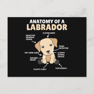 Cartão Postal Anatomia De Um Labrador Retriever Cães Doce