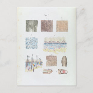 Cartão Postal Anatomia do cabelo humano da pele e Unhas