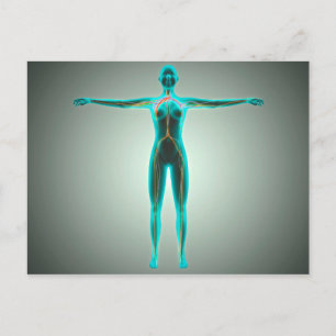 Cartão Postal Anatomia Do Corpo Feminino Com Artérias E Veias