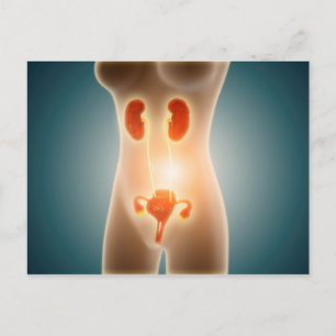 Cartão Postal Anatomia Do Corpo Feminino Com Órgãos Reprodutivos