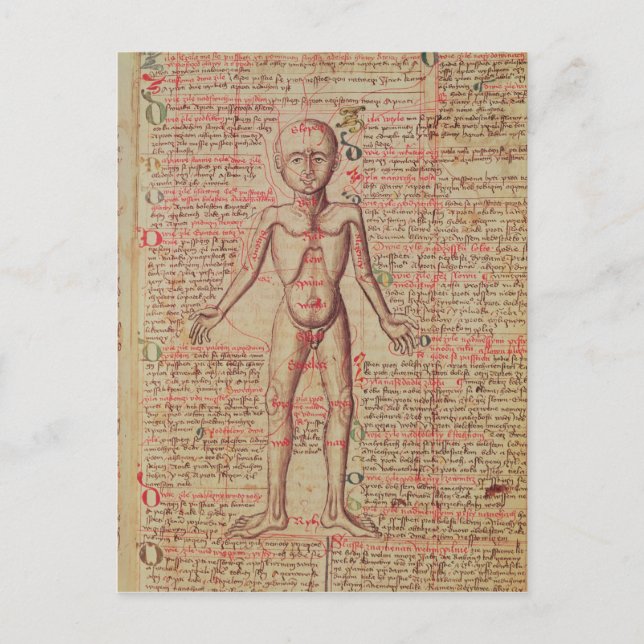 Cartão Postal Anatomia do corpo humano (Frente)