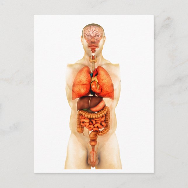 Cartão Postal Anatomia Do Corpo Humano Mostrando Órgãos Inteiros (Frente)