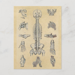 Cartão Postal Anatomia do esqueleto humano ilustrada