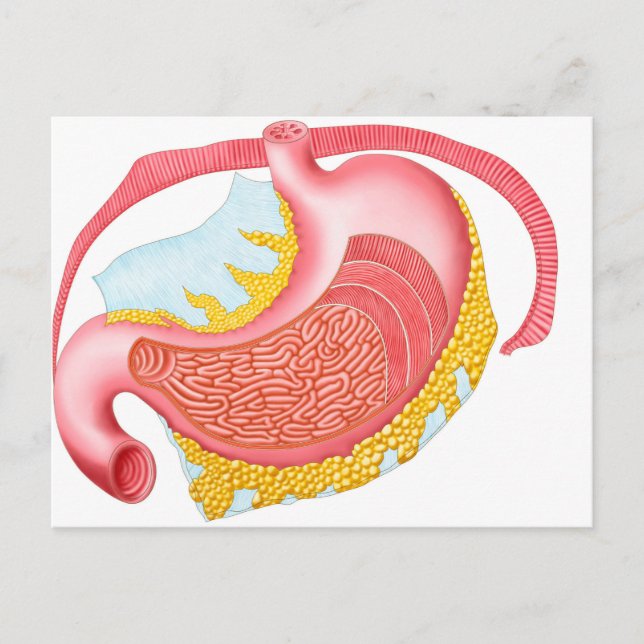 Cartão Postal Anatomia Do Estômago Humano (Frente)