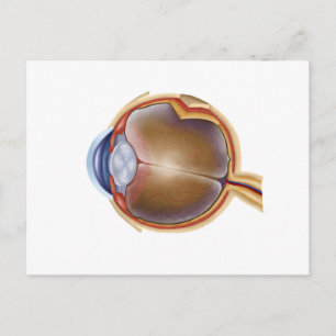 Cartão Postal Anatomia Do Olho Humano