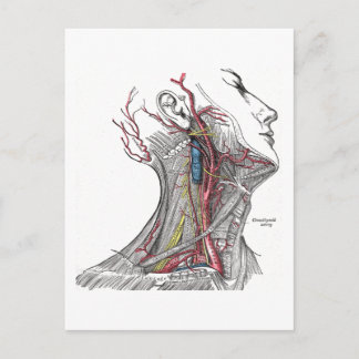 Cartão Postal Anatomia do Pescoço
