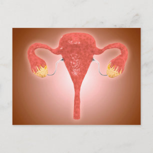 Cartão Postal Anatomia Do Útero Feminino Com Ovários