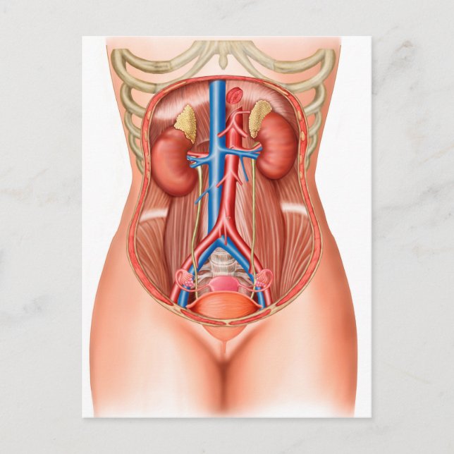 Cartão Postal Anatomia Dos Órgãos Humanos (Frente)