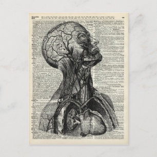 Cartão Postal Anatomia humana médica