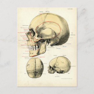 Cartão Postal Anatomia Humana - O Crânio