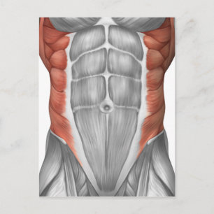 Cartão Postal Anatomia Muscular Masculina Da Parede Abdominal