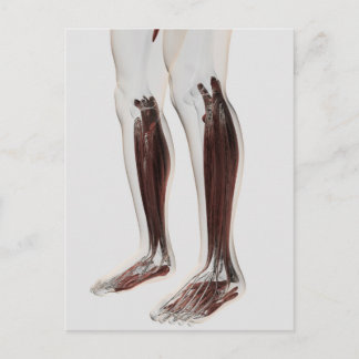 Cartão Postal Anatomia Muscular Masculina Das Pernas Humanas, An