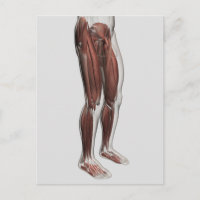 Anatomia Muscular Masculina Das Pernas Humanas, An