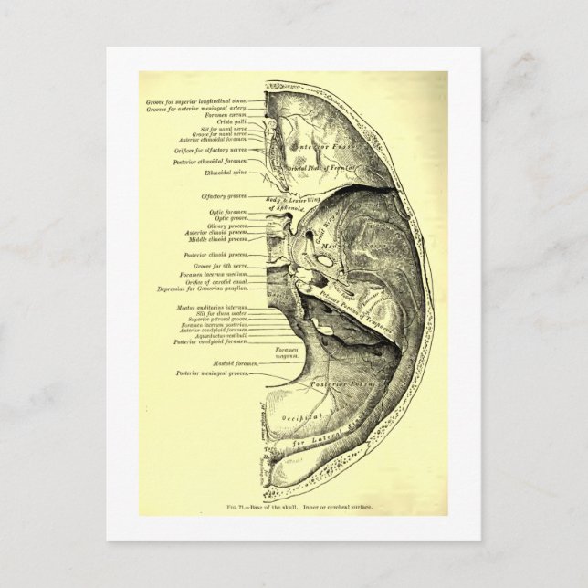 Cartão Postal Anatomia Vintage | Base do crânio interior (Frente)