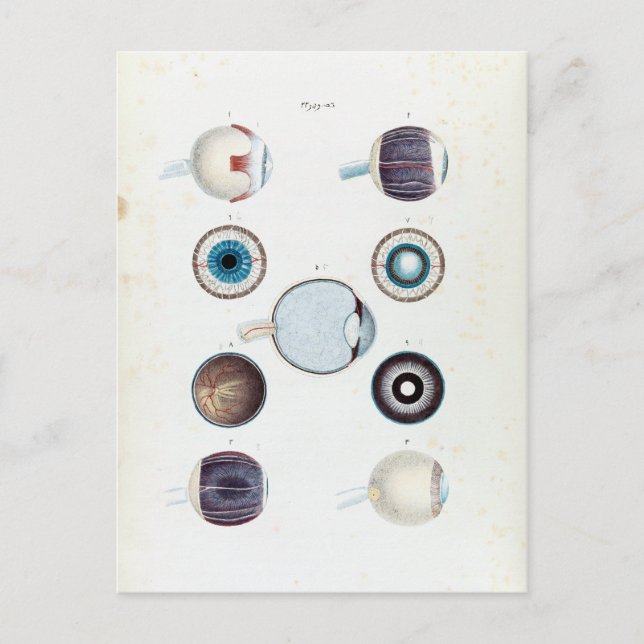 Cartão Postal Anatomia Vintage do Olho Humano (Frente)