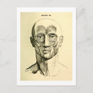 Cartão Postal Anatomia Vintage Músculos da face (cerca de 185