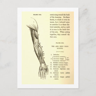 Cartão Postal Anatomia Vintage   Músculos do braço (cerca de 1