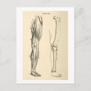 Cartão Postal Anatomia Vintage Músculos e Ossos da Perna