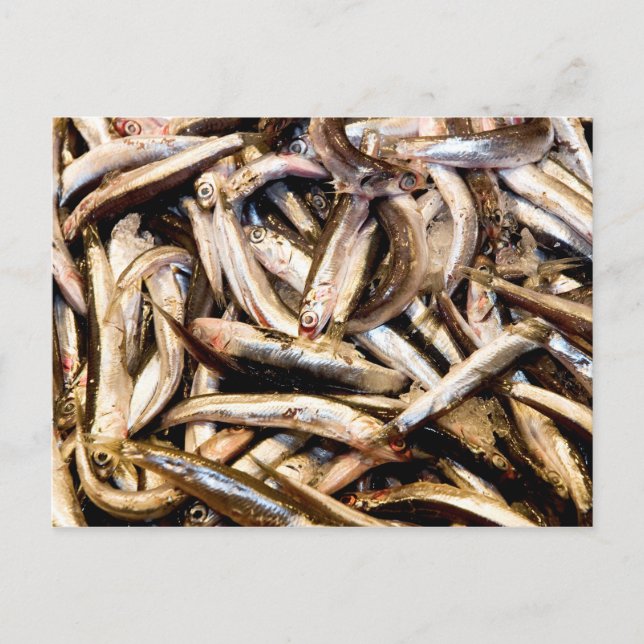 Cartão Postal Anchovas europeias (Frente)