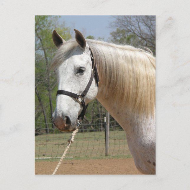 CARTÃO POSTAL ANDALUSIANO HORSE HEAD MORISCO (Frente)