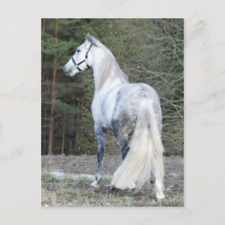 Cartão Postal Andaluz 2