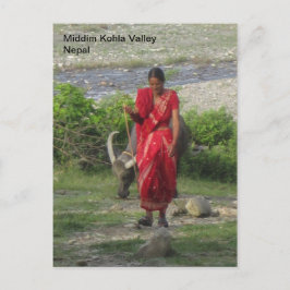 Cartão Postal Andando o búfalo de água