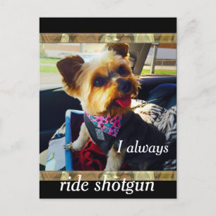 Cartão Postal Andando Shotgun Yorkie Personalize