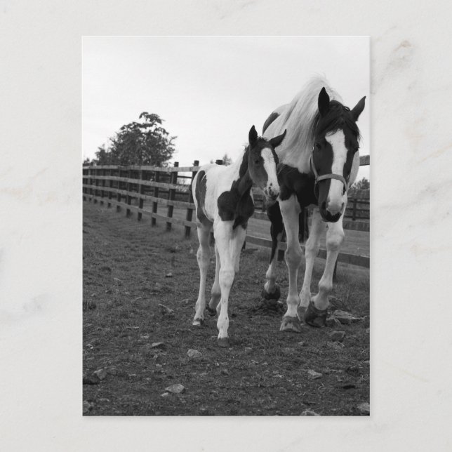 Cartão Postal andar junto à cerca (Frente)