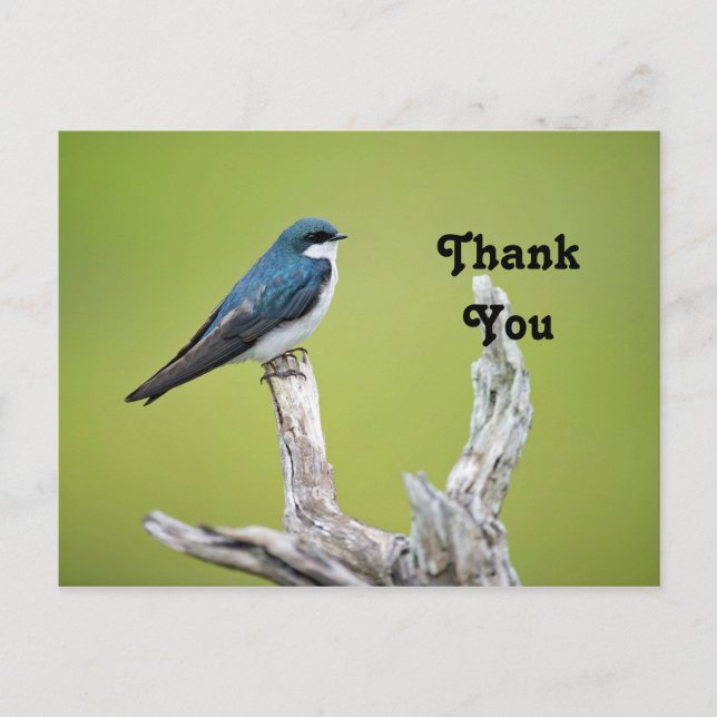 Cartão Postal Andorinha-de-árvore Obrigado (Frente)