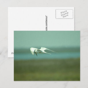 Cartão postal - Andorinha-do-mar em voo