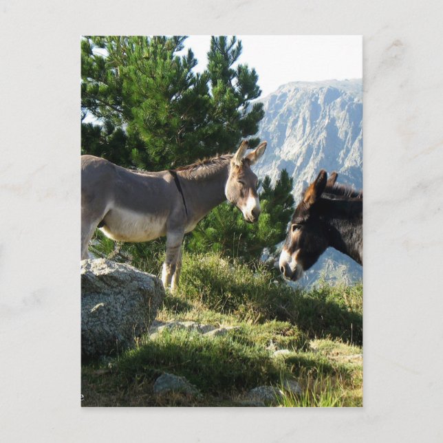 Cartão Postal Ane de Corse (Frente)