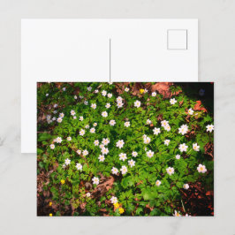 Cartão Postal Anêmona de madeira, primavera branco bonito