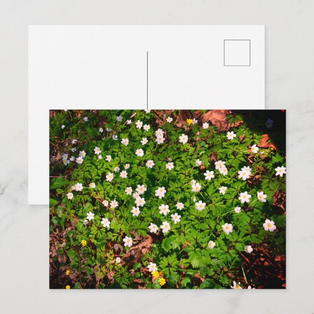 Cartão Postal Anêmona de madeira, primavera branco bonito (Frente/Verso)
