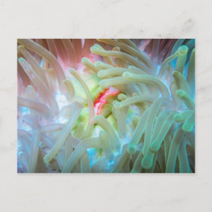Cartão Postal Anêmona do Mar Multicolor