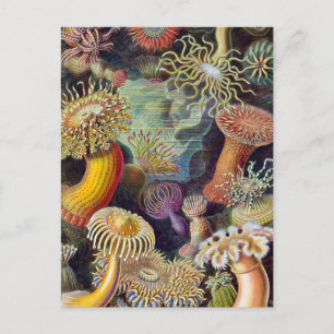 Cartão Postal Anêmona-do-Mar Natureza Científica Oceano