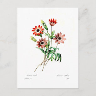 Cartão Postal Anêmona stellata