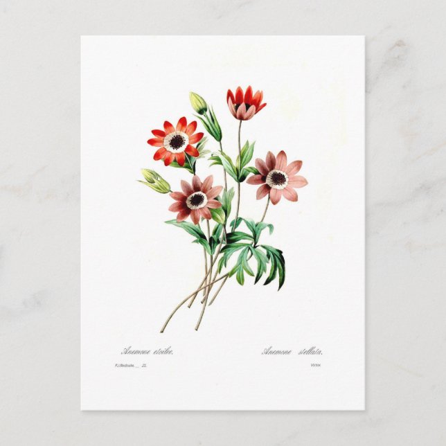 Cartão Postal Anêmona stellata (Frente)