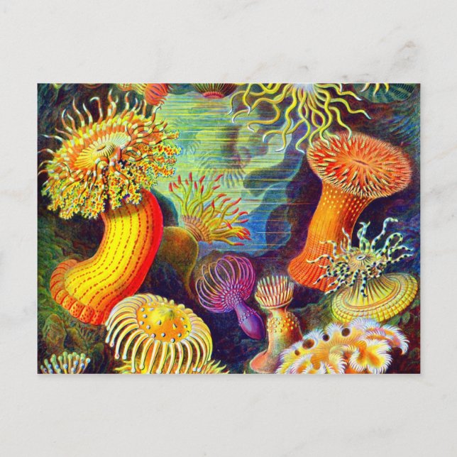 Cartão Postal Anêmonas do Mar de Ernst Haeckel (Frente)
