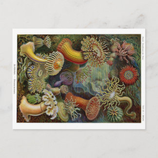 Cartão Postal Anêmonas-do-mar de Ernst Haeckel