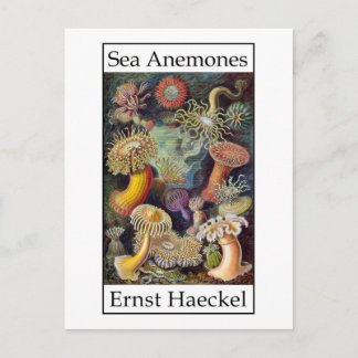 Cartão Postal Anêmonas do mar por Ernst Haeckel