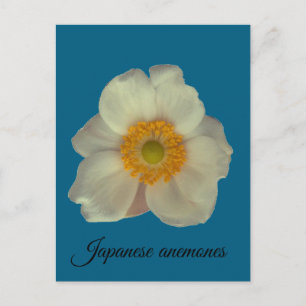 Cartão Postal anêmonas japonesas florescem